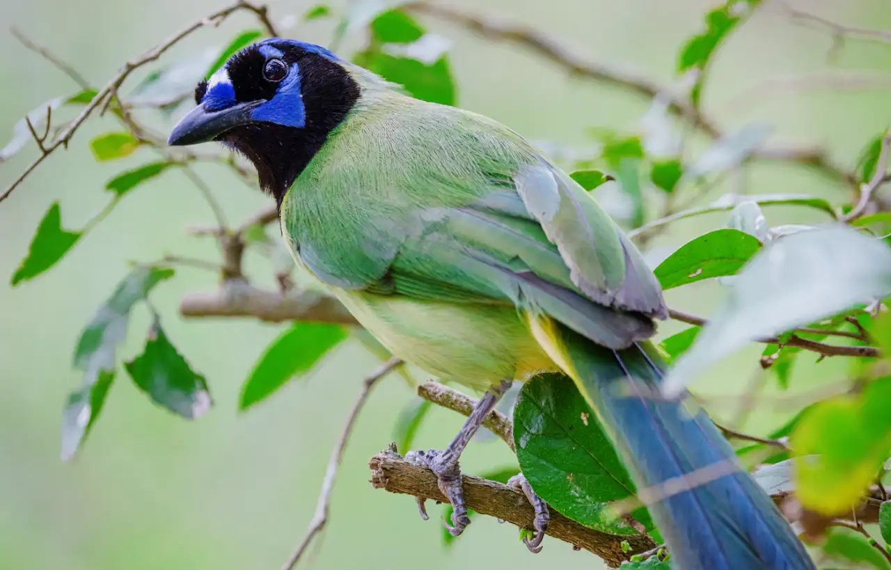 A Green Jay with bright green, blue and yellow plumage perched on a branch